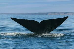 Southern Right whale tail , Peninsula Valdes Patagonia , Argentina photo