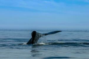 del Sur Derecha ballena cola casualidad , península valdés Patagonia , argentina foto