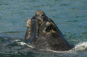 Southern Right whale breathing on the surface, Peninsula Valdes Patagonia , Argentina photo