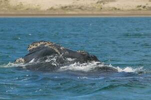 Southern Right whale jumping, Peninsula Valdes Patagonia , Argentina photo