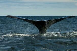 Southern Right whale tail , Peninsula Valdes Patagonia , Argentina photo