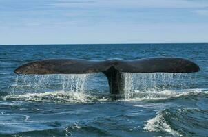 Southern Right whale tail , Peninsula Valdes Patagonia , Argentina photo