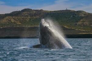 Southern Right whale breathing on the surface, Peninsula Valdes Patagonia , Argentina photo