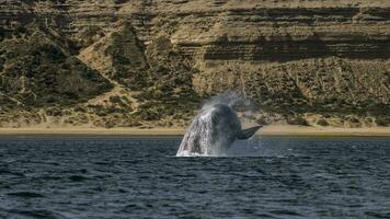 Southern Right whale jumping , Peninsula Valdes Patagonia , Argentina photo