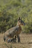 patagón cavi en pradera ambiente , la pampa provincia, Patagonia , argentina foto