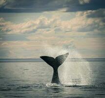 del Sur Derecha ballena cola , península valdés Patagonia , argentina foto