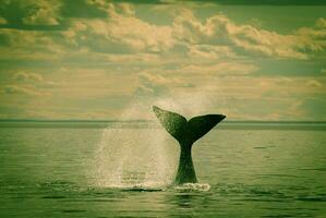 Southern Right whale tail , Peninsula Valdes Patagonia , Argentina photo