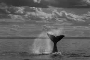 del Sur Derecha ballena cola , península valdés Patagonia , argentina foto