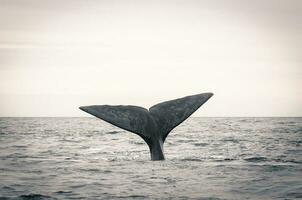 Southern Right whale tail , Peninsula Valdes Patagonia , Argentina photo