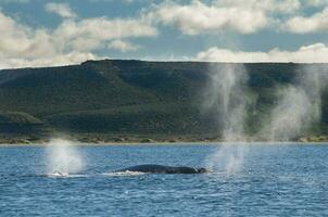 del Sur Derecha ballena respiración en el superficie, península valdés Patagonia , argentina foto