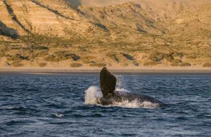 del Sur Derecha ballena saltando , península valdés Patagonia , argentina foto