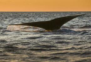 Southern Right whale tail , Peninsula Valdes Patagonia , Argentina photo