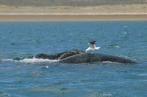 Seagull nibbling on the back of a whale, Peninsula Valdes Patagonia , Argentina photo