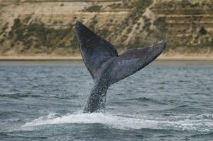 del Sur Derecha ballena cola , península valdés Patagonia , argentina foto