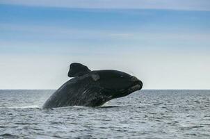 Southern Right whale jumping , Peninsula Valdes Patagonia , Argentina photo