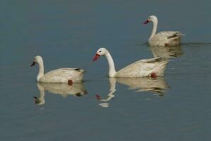 Coscoroba swan swimming in a lagoon , La Pampa Province, Patagonia, Argentina. photo