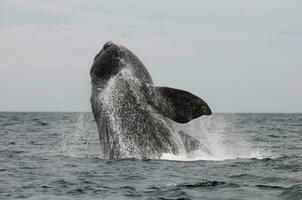 Southern Right whale jumping , Peninsula Valdes Patagonia , Argentina photo