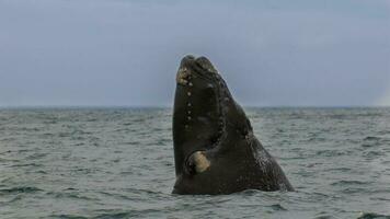 Southern Right whale jumping , Peninsula Valdes Patagonia , Argentina photo