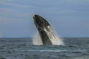 Southern Right whale jumping , Peninsula Valdes Patagonia , Argentina photo