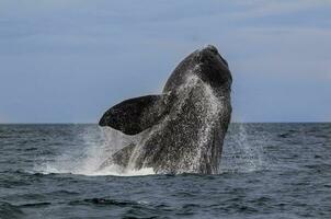 Southern Right whale jumping , Peninsula Valdes Patagonia , Argentina photo