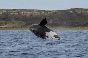 Southern Right whale jumping , Peninsula Valdes Patagonia , Argentina photo