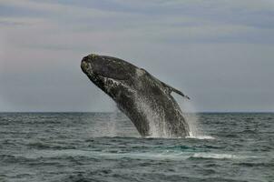 Southern Right whale jumping , Peninsula Valdes Patagonia , Argentina photo