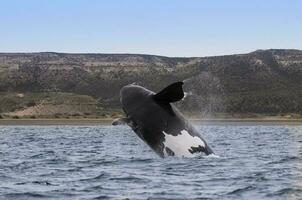 Southern Right whale jumping , Peninsula Valdes Patagonia , Argentina photo