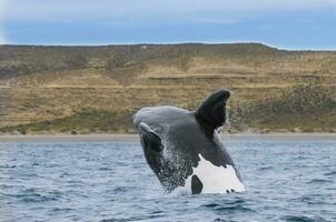 Southern Right whale jumping , Peninsula Valdes Patagonia , Argentina photo