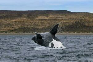 Southern Right whale jumping , Peninsula Valdes Patagonia , Argentina photo