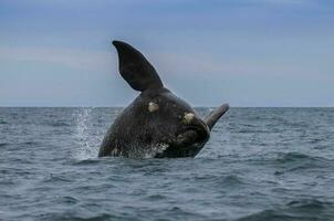 Southern Right whale jumping , Peninsula Valdes Patagonia , Argentina photo