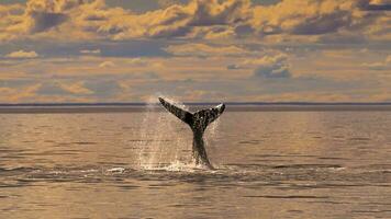 Southern Right whale tail , Peninsula Valdes Patagonia , Argentina photo