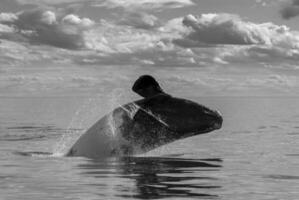 Southern Right whale breathing on the surface, Peninsula Valdes Patagonia , Argentina photo