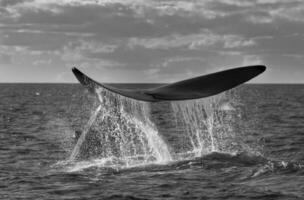 Southern Right whale tail , Peninsula Valdes Patagonia , Argentina photo