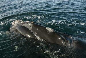 Sohutern right whales in the surface, Peninsula Valdes, Patagonia,Argentina photo