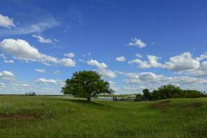 Pampas tree landscape, La Pampa province, Patagonia, Argentina. photo