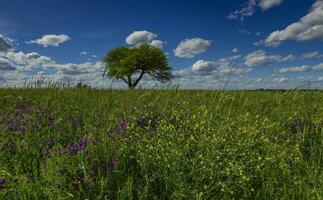 Pampas tree landscape, La Pampa province, Patagonia, Argentina. photo