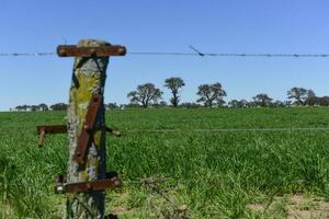 Calden Tree landscape, La Pampa, Argentina photo