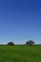 Pampas tree landscape, La Pampa province, Patagonia, Argentina. photo