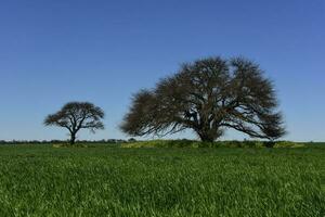 pampa árbol paisaje, la pampa provincia, Patagonia, argentina. foto