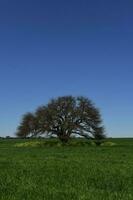 pampa árbol paisaje, la pampa provincia, Patagonia, argentina. foto