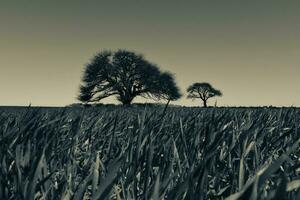 pampa árbol paisaje, la pampa provincia, Patagonia, argentina. foto