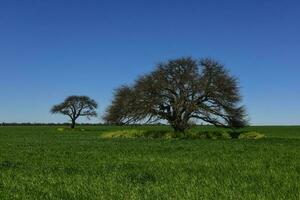 Pampas tree landscape, La Pampa province, Patagonia, Argentina. photo