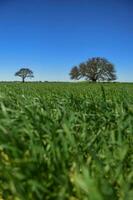 Pampas tree landscape, La Pampa province, Patagonia, Argentina. photo