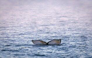 jorobado ballena buceo, megápteros novaeangliae,antrtica. foto