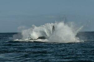 Southern Right Whale jumping, Patagonia,  Argentina photo