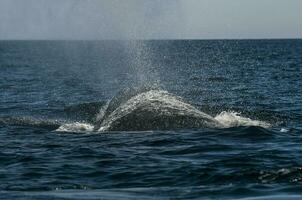 Southern Right Whale, Patagonia,  Argentina photo