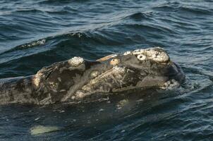 Whale tail out of water, Peninsula valdes,Patagonia,Argentina. photo