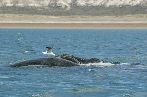 Whale tail out of water, Peninsula valdes,Patagonia,Argentina. photo