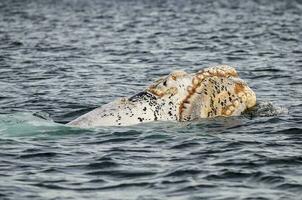 Whale with leucism , Peninsula valdes,Patagonia,Argentina. photo