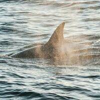 Killer whale, antartic subespecies,Antartic. photo